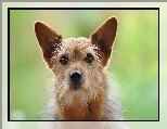 Piesek, Norwich terrier